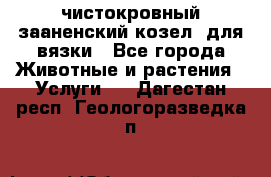 чистокровный зааненский козел  для вязки - Все города Животные и растения » Услуги   . Дагестан респ.,Геологоразведка п.